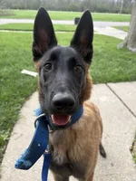 Daisy, a female Belgian Malinois for sale in Detroit, MI – Photo 2 of 4