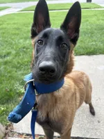 Daisy, a female Belgian Malinois for sale in Detroit, MI – Photo 3 of 4