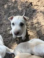 Poppy, a female Chinese Shar-Pei and Alaskan Malamute for sale in Fort Collins, CO – 2 of 6