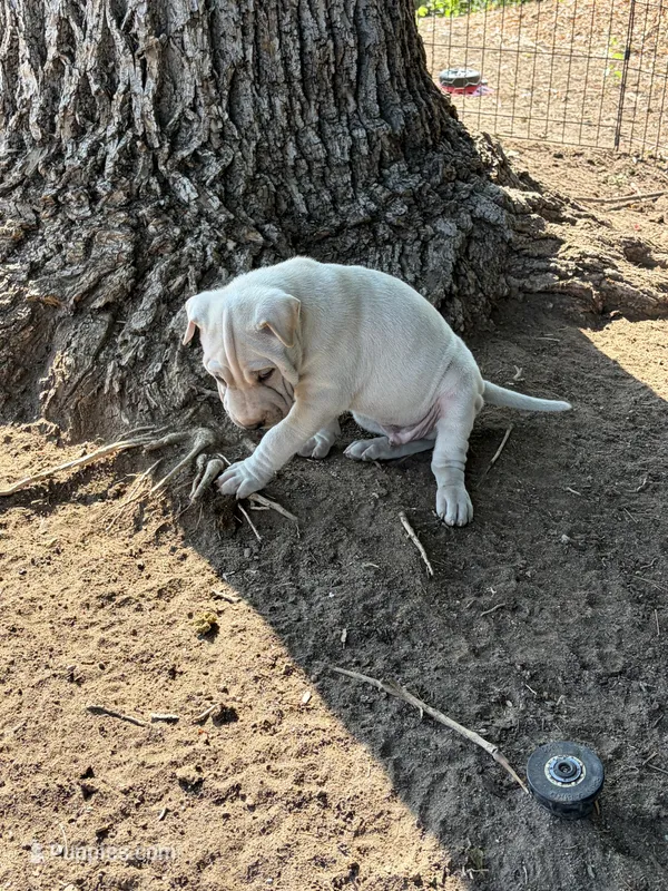 Astro – Chinese Shar-Pei, Alaskan Malamute puppy for sale in Fort Collins, CO