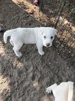 Snow White , a male Chinese Shar-Pei and Alaskan Malamute for sale in Fort Collins, CO – 5 of 5