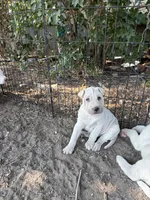 Astro, a male Chinese Shar-Pei and Alaskan Malamute for sale in Fort Collins, CO – 2 of 3