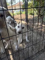 Poppy, a female Chinese Shar-Pei and Alaskan Malamute for sale in Fort Collins, CO – 5 of 6