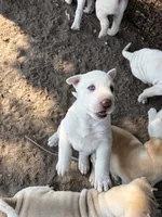 Snow White , a male Chinese Shar-Pei and Alaskan Malamute for sale in Fort Collins, CO – 2 of 5