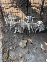 Snow White , a male Chinese Shar-Pei and Alaskan Malamute for sale in Fort Collins, CO – 4 of 5