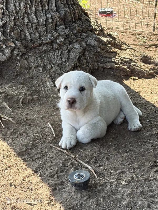 Snow White  – Chinese Shar-Pei, Alaskan Malamute puppy for sale in Fort Collins, CO