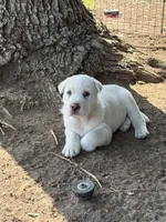 Snow White , a male Chinese Shar-Pei and Alaskan Malamute for sale in Fort Collins, CO – 1 of 5
