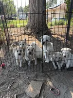 Astro, a male Chinese Shar-Pei and Alaskan Malamute for sale in Fort Collins, CO – 3 of 3