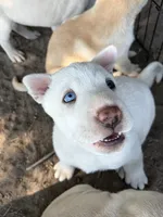 Snow White , a male Chinese Shar-Pei and Alaskan Malamute for sale in Fort Collins, CO – 3 of 5