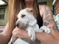 Poppy, a female Chinese Shar-Pei and Alaskan Malamute for sale in Fort Collins, CO – 6 of 6