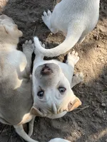 Poppy, a female Chinese Shar-Pei and Alaskan Malamute for sale in Fort Collins, CO – 4 of 6
