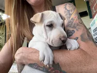 Poppy, a female Chinese Shar-Pei and Alaskan Malamute for sale in Fort Collins, CO – 1 of 6