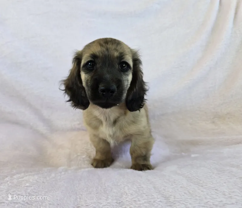 Girl – Miniature Dachshund puppy for sale in Denver, CO