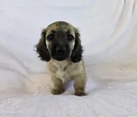 Girl, a female Miniature Dachshund for sale in Denver, CO – 1 of 10