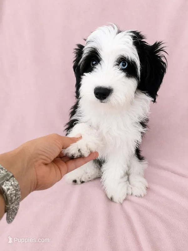 Mini Aussiedoodle – Miniature Aussiedoodle puppy for sale in Denver, CO