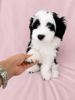 Mini Aussiedoodle, a female Miniature Aussiedoodle for sale in Denver, CO – 1 of 2