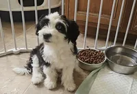 Bluebell, a female Aussiedoodle for sale in Denver, CO – Photo 5 of 5