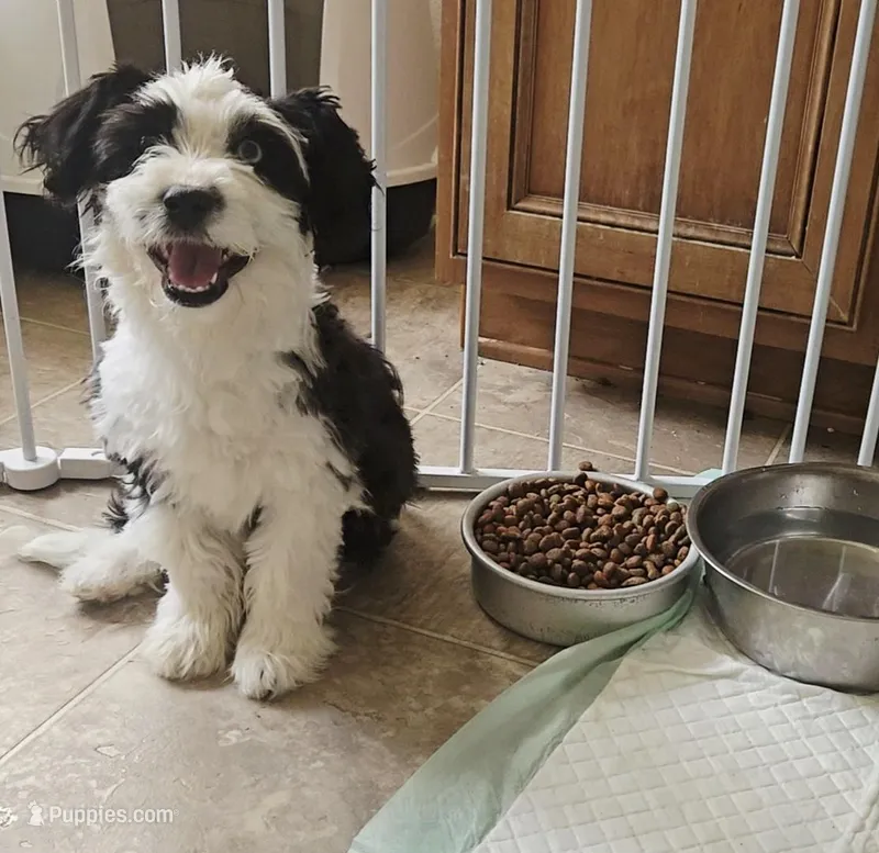 Bluebell – Aussiedoodle puppy for sale in Denver, CO