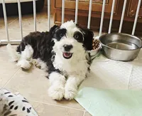 Bluebell, a female Aussiedoodle for sale in Denver, CO – Photo 2 of 5