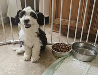 Bluebell, a female Aussiedoodle for sale in Denver, CO – Photo 3 of 5