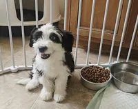 Bluebell, a female Aussiedoodle for sale in Denver, CO – Photo 4 of 5