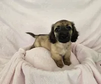 Girl, a female Miniature Dachshund for sale in Denver, CO – 5 of 10