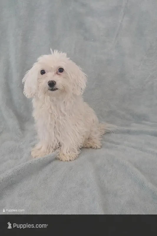 Girl 1  – Maltese puppy for sale in Denver, CO