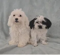 Girl 1, a female Maltese for sale in Denver, CO – Photo 3 of 3