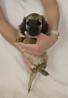 Girl, a female Miniature Dachshund for sale in Denver, CO – 3 of 10
