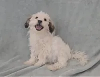 Boy 2, a male Maltese for sale in Denver, CO – Photo 2 of 3