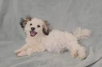 Boy 2, a male Maltese for sale in Denver, CO – Photo 3 of 3