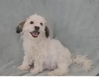 Boy 2, a male Maltese for sale in Denver, CO – Photo 1 of 3