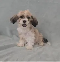 Boy 1, a male Maltese for sale in Denver, CO – Photo 1 of 3