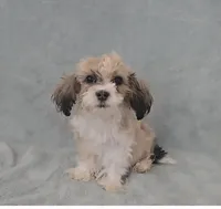 Boy 1, a male Maltese for sale in Denver, CO – Photo 2 of 3