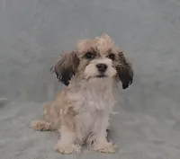 Boy 1, a male Maltese for sale in Denver, CO – Photo 3 of 3