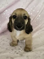 Boy, a male Miniature Dachshund for sale in Denver, CO – 1 of 7