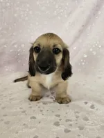 Boy, a male Miniature Dachshund for sale in Denver, CO – 3 of 7