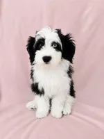 Mini Aussiedoodle, a female Miniature Aussiedoodle for sale in Denver, CO – 2 of 2