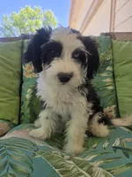 Blubell, a female Aussiedoodle for sale in Denver, CO – 7 of 9