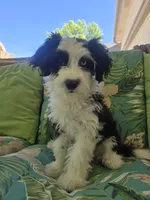 Blubell, a female Aussiedoodle for sale in Denver, CO – 3 of 9