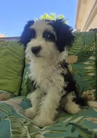 Blubell, a female Aussiedoodle for sale in Denver, CO – 4 of 9