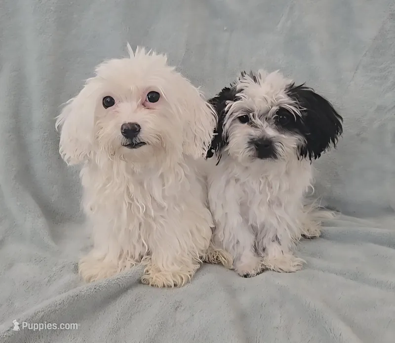 Girl 2 – Maltese puppy for sale in Denver, CO