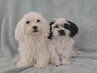 Girl 2, a female Maltese for sale in Denver, CO – Photo 3 of 3