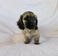 Girl, a female Miniature Dachshund for sale in Denver, CO – 2 of 10