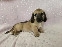 Boy, a male Miniature Dachshund for sale in Denver, CO – 7 of 7
