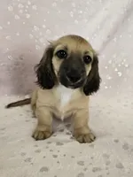 Boy, a male Miniature Dachshund for sale in Denver, CO – 2 of 7