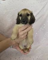 Boy, a male Miniature Dachshund for sale in Denver, CO – 4 of 7