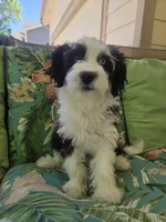 Blubell, a female Miniature Australian Shepherd and Miniature Aussiedoodle for sale in Denver, CO – Photo 5 of 8