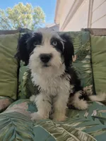 Blubell, a female Miniature Australian Shepherd and Miniature Aussiedoodle for sale in Denver, CO – Photo 6 of 8