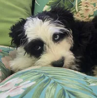 Blubell, a female Miniature Australian Shepherd and Miniature Aussiedoodle for sale in Denver, CO – Photo 7 of 8
